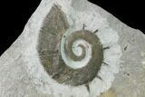 Cretaceous Ammonite (Crioceratites) Fossil - France #153151-1